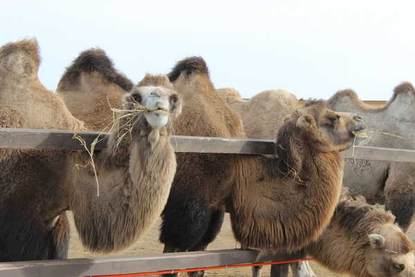 В деревне Покослово Стародубского района поселились верблюды