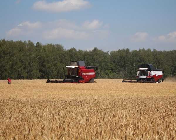 Брянщина стала лидером России по росту урожайности зерновых