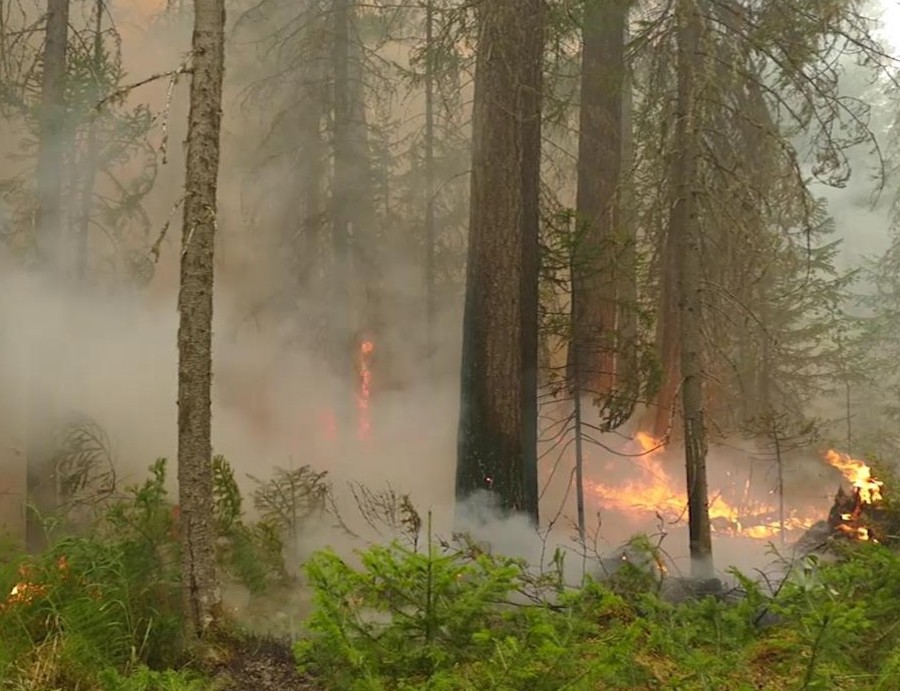 В Жуковском районе лесной пожар заметили с вышки