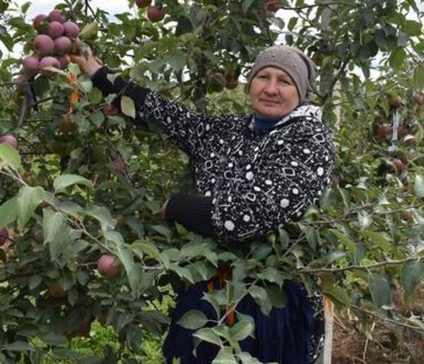 Компания «Брянский сад» собрала в Клетнянском районе большой урожай яблок