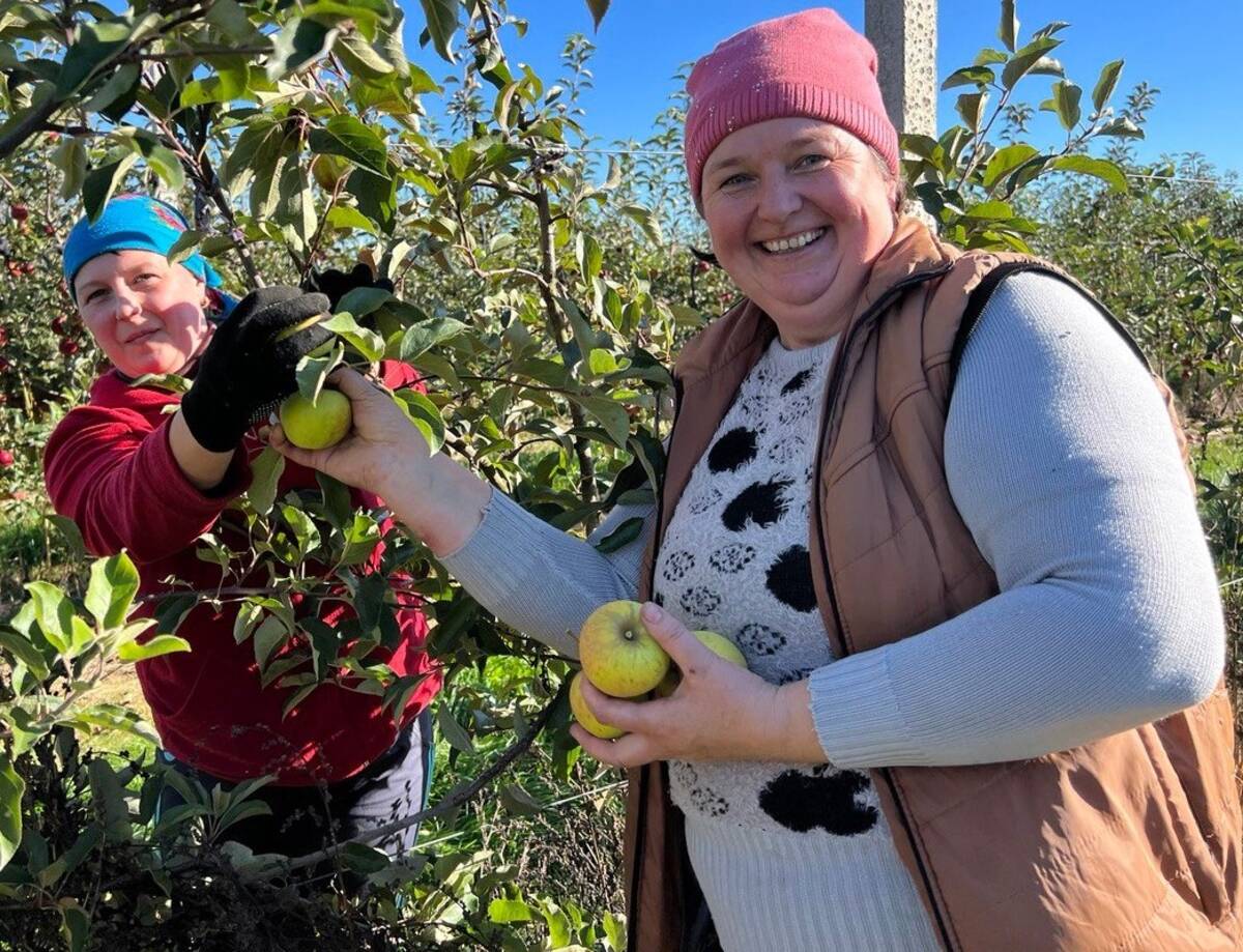 В Брянской области в Клетне планируют собрать около 1000 тонн яблок