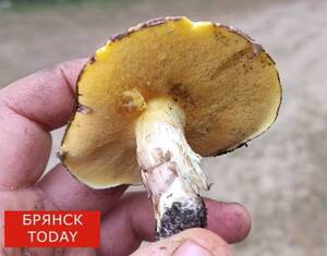 В Брянской области осудили 