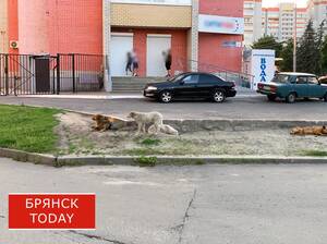 «Было очень страшно»: читательница пожаловалась на свору псов в центре Брянска