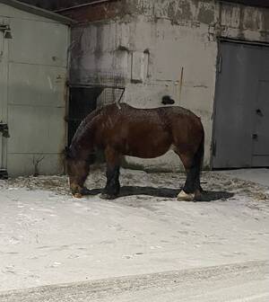 В Брянске местные жители пытаются спасти лошадь, брошенную у мусорных контейнеров