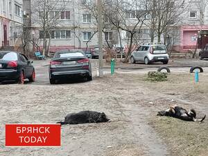 Брянцам придется платить 50 тысяч рублей за выброшенного питомца