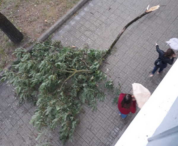В Брянске на «Полтиннике» из-за ветра на тротуар рухнула огромная ветка