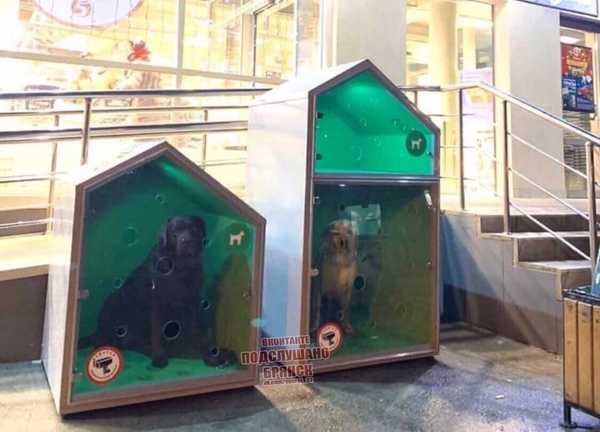 В Брянске возле супермаркетов предложили установить будки для собак