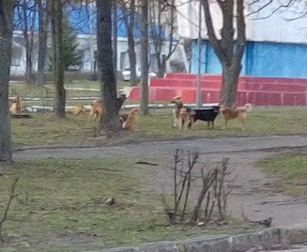 В Фокинском районе Брянска заметили стаю бродячих собак