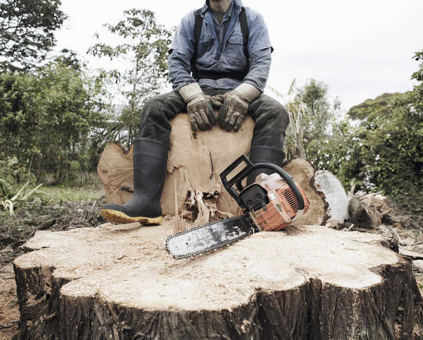 Брянского лесничего осудили за вырубку деревьев на 2 млн рублей
