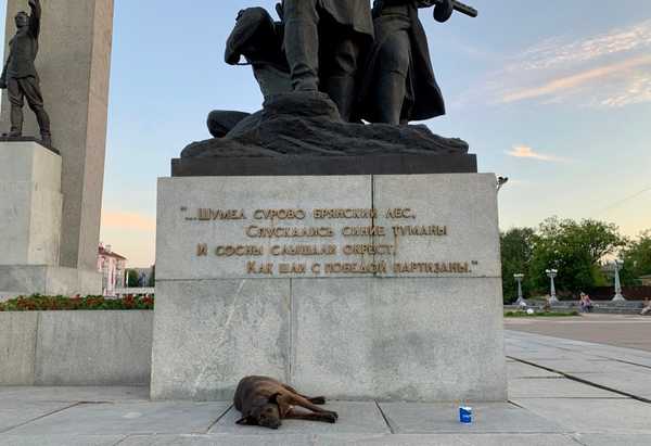 В Брянске бездомные собаки захватили площадь Партизан