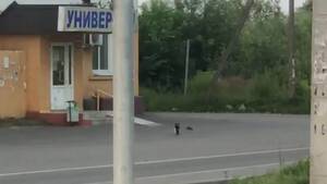 Брянский кот шокировал горожан, выгуливая огромную крысу