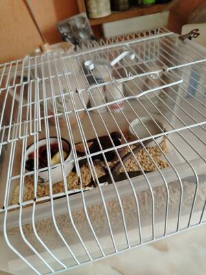 Брянские волонтеры борются за жизнь раненой свиристели Янтарь