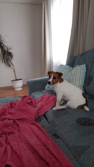 В Клетне ищут пропавшего джек-рассела