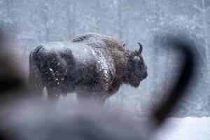 В брянском заповеднике рассказали о самой вредной зубрихе