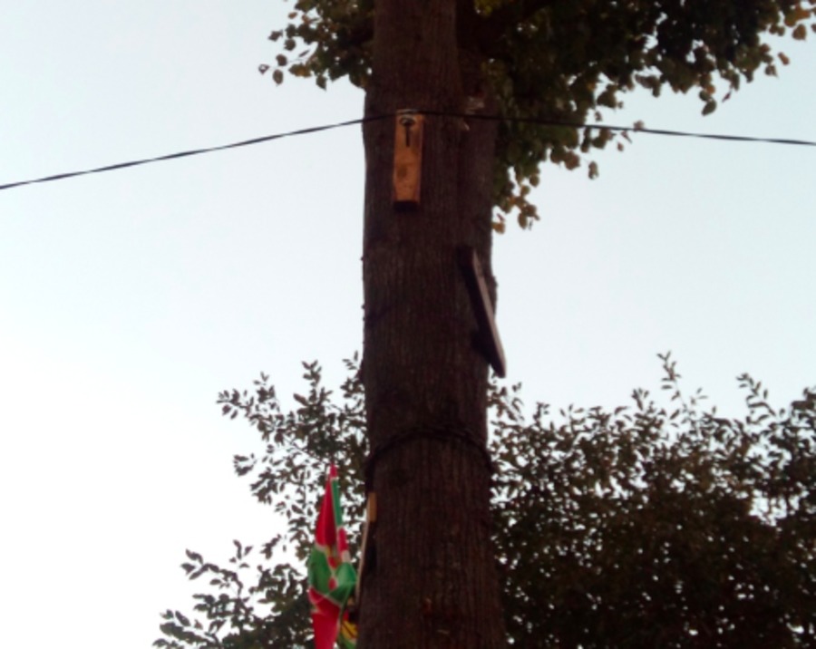 Ноу-хау от брянских электриков: во Мглине на деревьях повесили провода