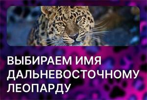 У брянцев появилась возможность выбрать имя для дальневосточного леопарда
