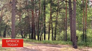В Брянской области компанию лишили права аренды леса из-за долгов