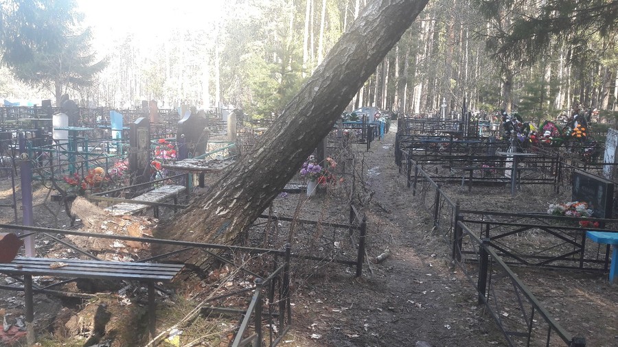 В Брянске на Абашевском кладбище над могилами нависло сухое дерево