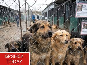 Брянский приют ищет хозяев для 429 собак