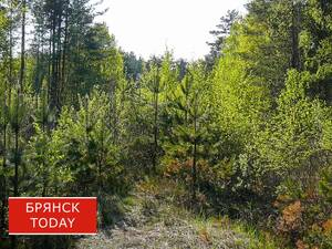Брянская область восстановила почти 4 тысячи гектаров леса в 2025 году