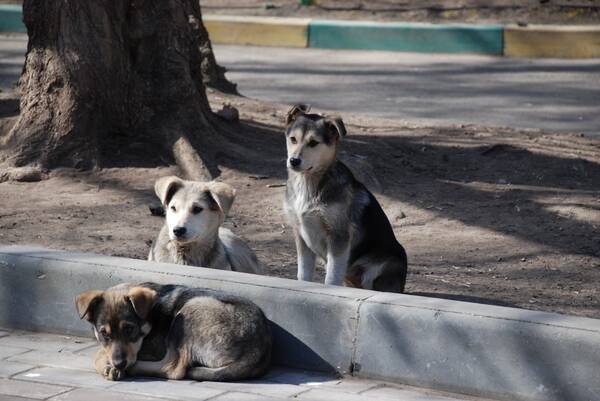 В Брянске усомнились в эффективности приюта для собак
