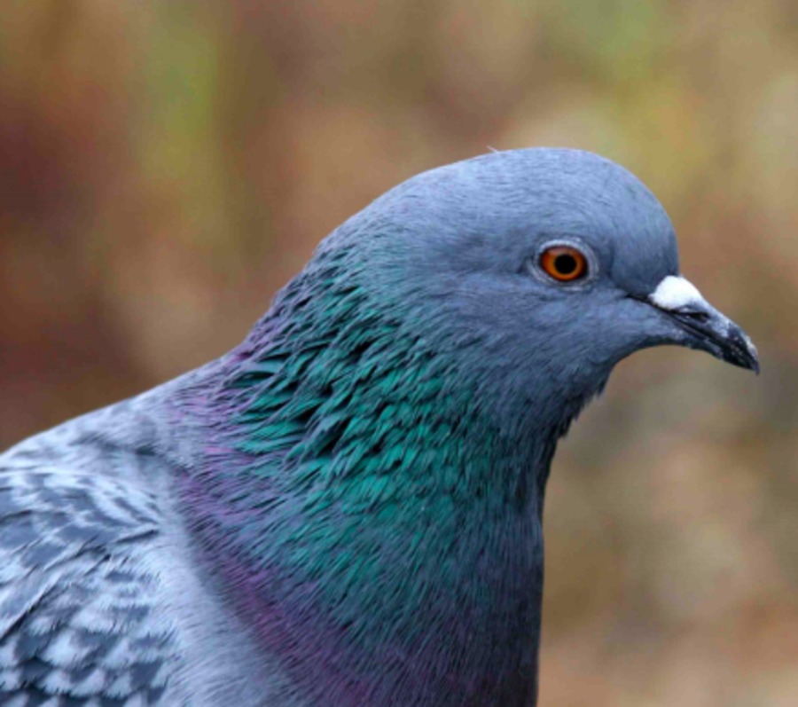 Соцсети: в Брянске дети забили до смерти голубя кирпичами