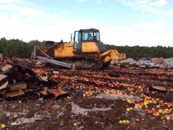 На Брянщине раздавили трактором 7 тонн подозрительных яблок