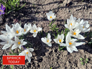 Два погодных предупреждения объявили брянцам синоптики