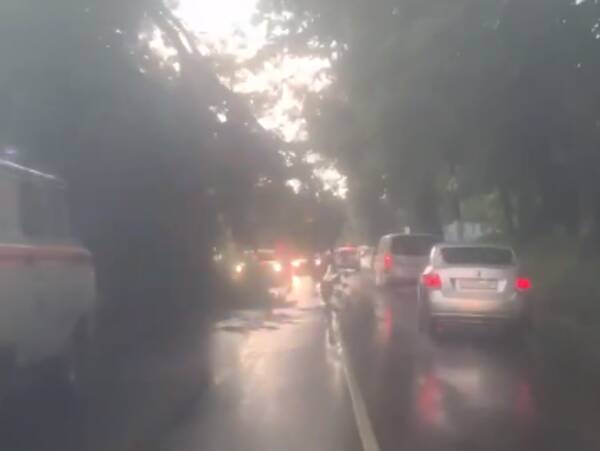 В Брянске дерево рухнуло на дорогу по улице Калинина