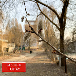 Жёлтый уровень опасности ввели в Брянской области