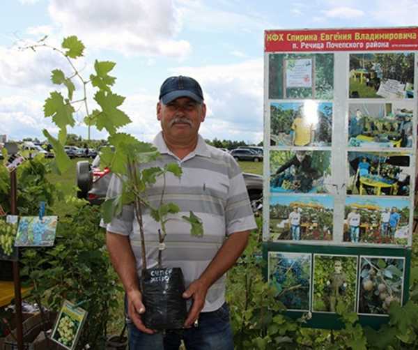 Почепский фермер выращивает более 30 сортов винограда