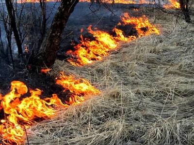 На Брянщине за сутки потушили 1 лесной пожар