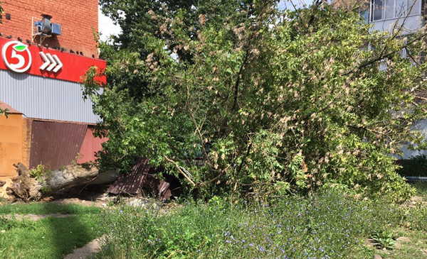 В Брянске из-за урагана упало дерево на улице 3-го Интернационала