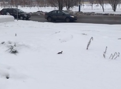 В центре Брянска сняли на видео бегущую по снегу ласку