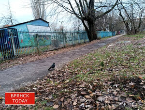 «До -6 градусов и без осадков»: брянцам сообщили о погоде на 29 ноября