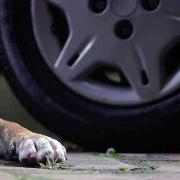 В Брянске пытаются спасти сбитую машиной собаку 