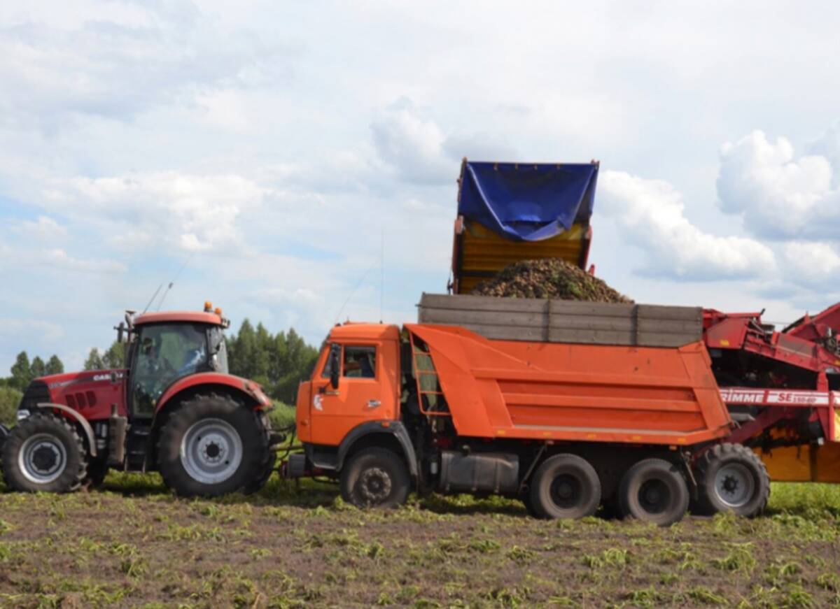 В Брянской области направят 292 млн рублей на стимулирование увеличения производства картофеля