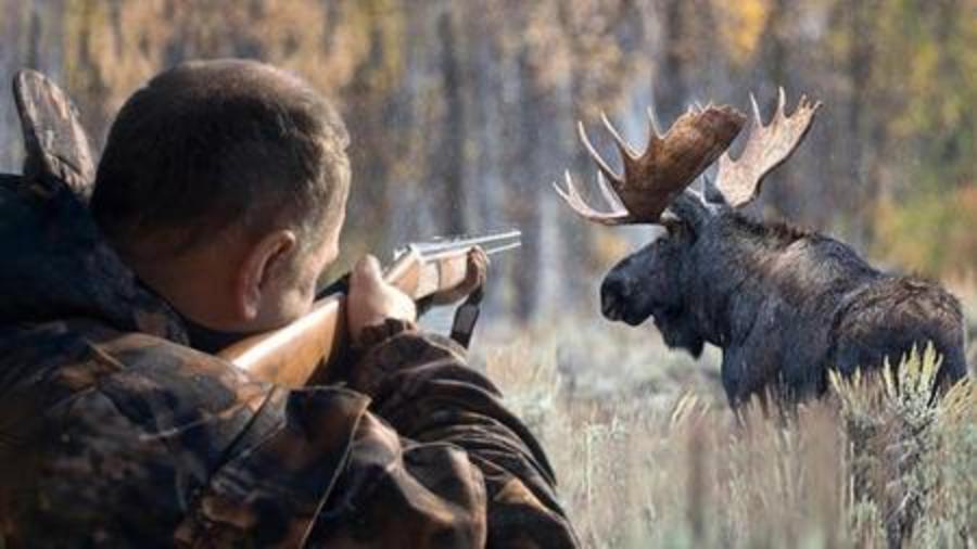 За год в Брянской области браконьеры нанесли ущерб в 3 млн рублей