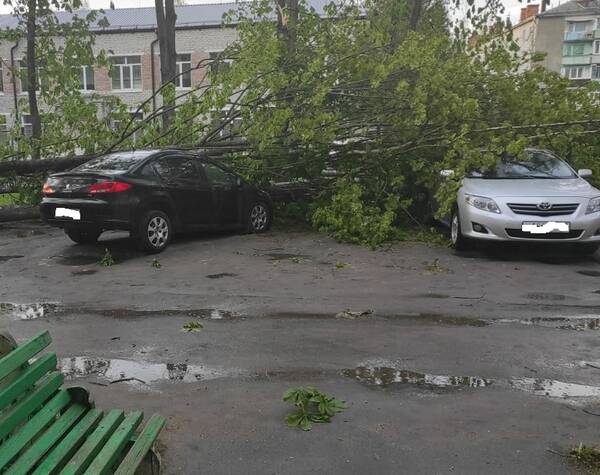 В Брянской области 12 мая ураганный ветер повалил более 40 деревьев