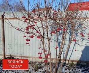 В Брянской области 14 декабря ударит мороз до -10 градусов