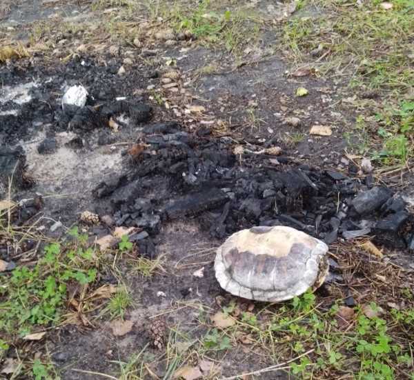 В Дятькове живодеры заживо сожгли болотную черепаху