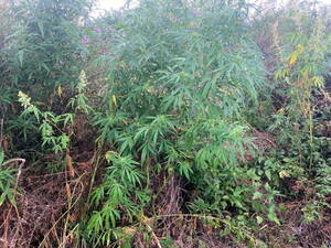 Операция «Мак» прошла в Брянской области