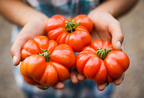 Выбираем лучшие сорта томатов для посадки