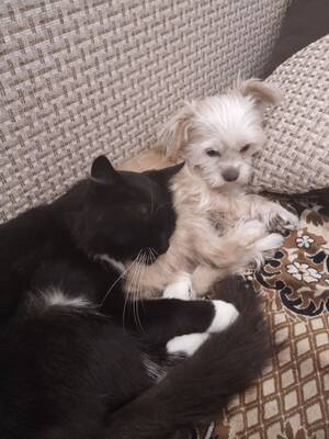 Пропавшая во время обстрела собака Ася найдена в Белой Берёзке