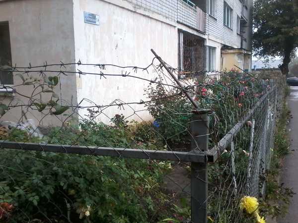 В Брянске колючей проволокой огородили цветник возле общежития