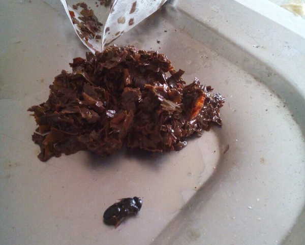 Житель Брянска нашёл в чайном пакетике жука 