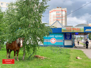 Отчего так в России берёзы шумят...