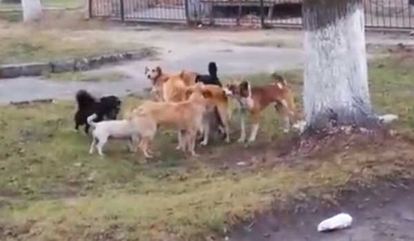 В Клинцах бродячие собаки захватили городской парк