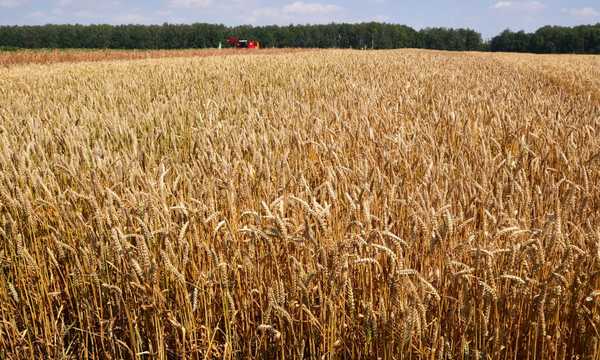 В 18 районах Брянщины проверили качество урожая зерна