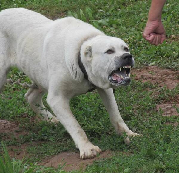 В Брянске агрессивные алабаи напали на подростка с собаками